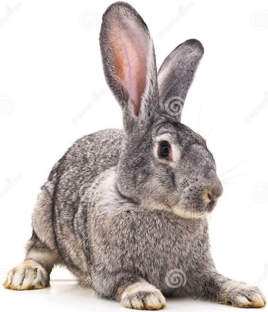 большой-серый-кролик-115037366