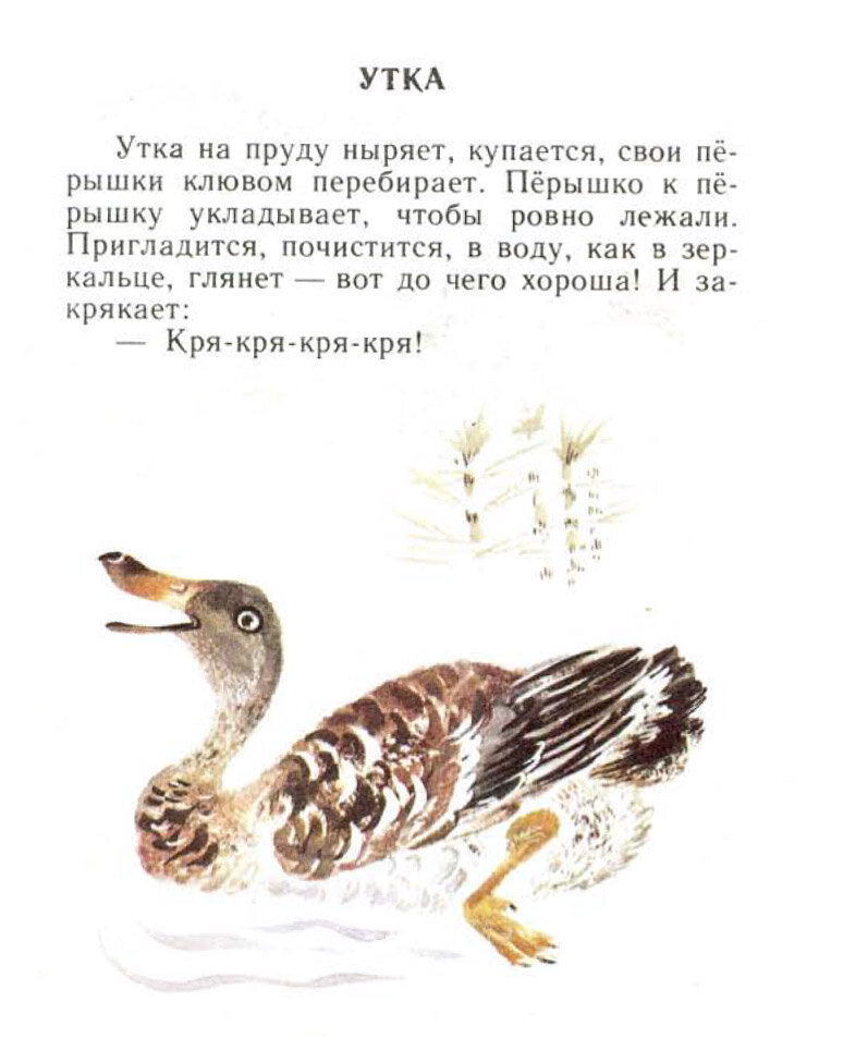 5 цитат Евгения Чарушина о животных, детях и творчестве