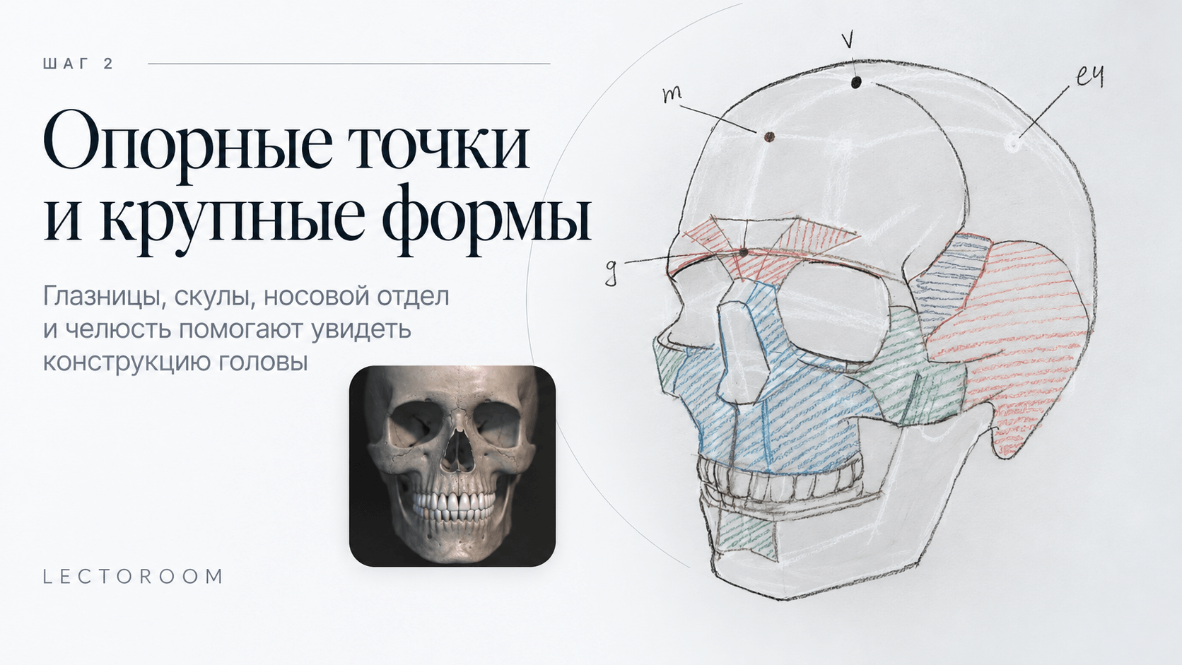 Читать больше о «Как рисовать череп?» в блоге Lectoroom Иллюстрация к статье «Как рисовать череп?»