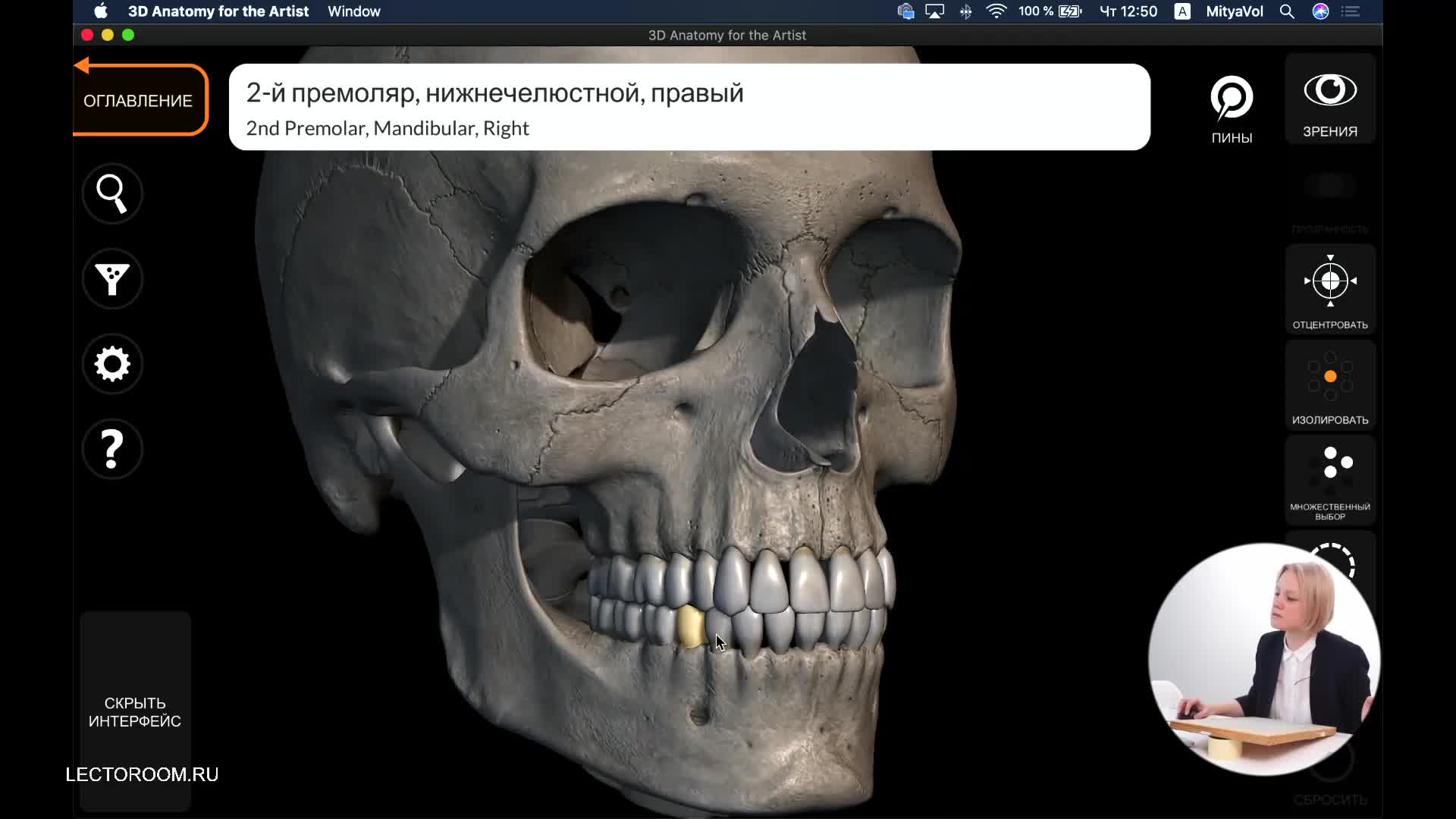 Фрагменты онлайн урока рисования «Как рисовать череп и перестать делать плоские головы» — Рисунок от Ксения Заварзова