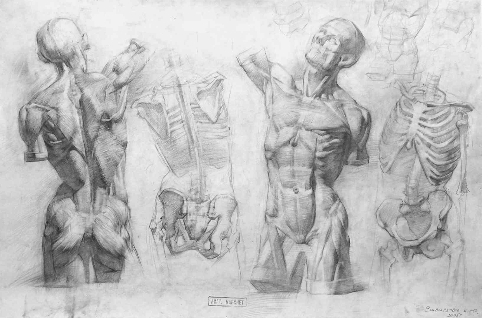 4. Рисунок скелета человека, не включая конечности