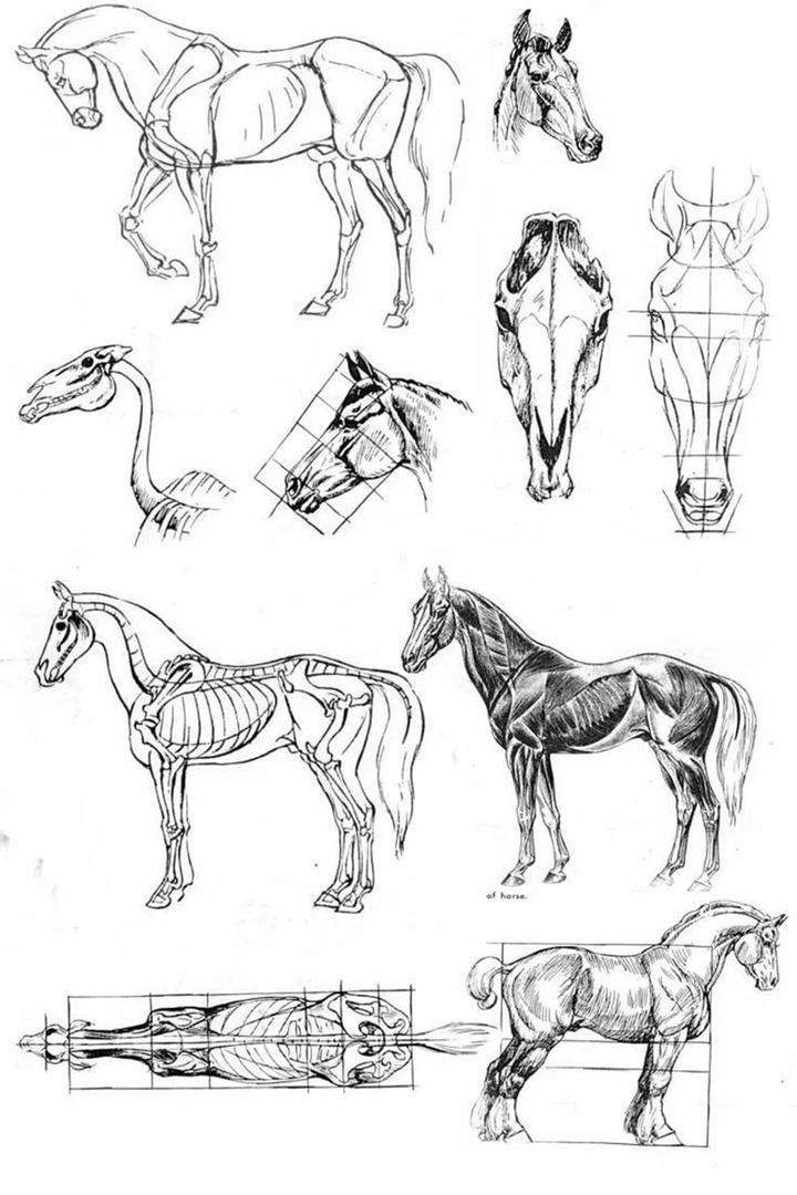 Особенности анатомического строения животных.
